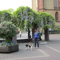 Viernheim church - Erynn and the dogs